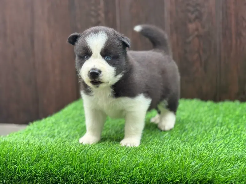 Raviraj Kennels - Siberian husky, photo 2