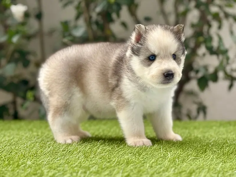 Raviraj Kennels - Siberian husky, photo 3
