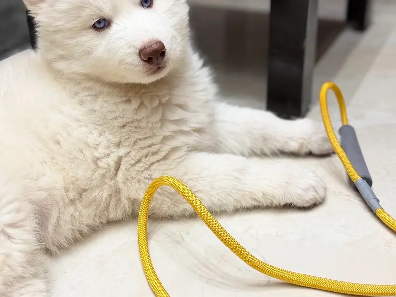 Raviraj Kennels - Siberian husky, photo 4
