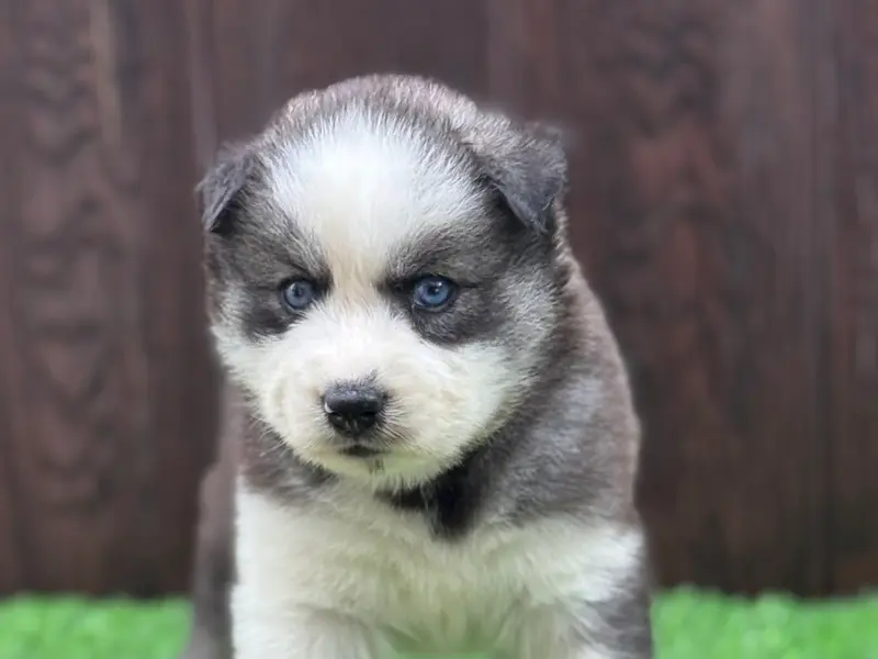 Raviraj Kennels - Siberian husky, photo 5