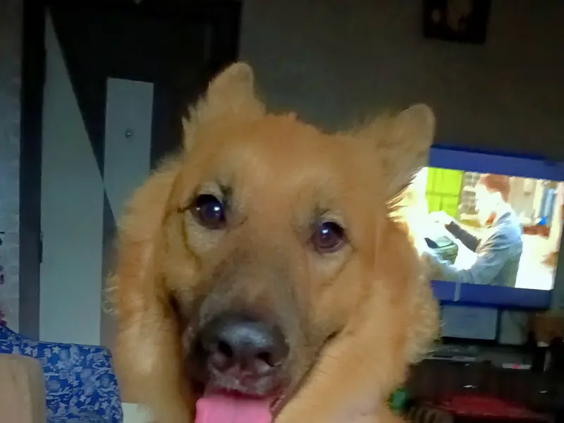 woof.woof.care by Shruti, photo 3