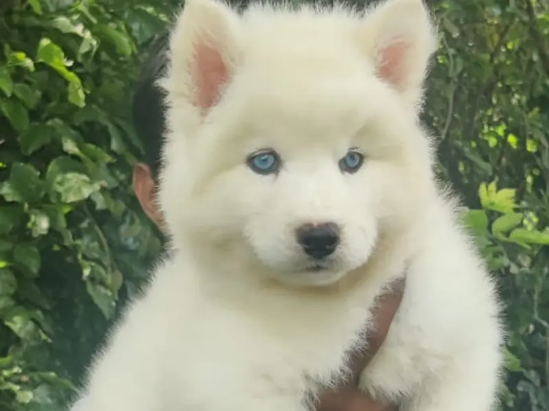 Sagar Kennels : Shihtzu, Golden Retriever, Toy Poodle , German Shepherd, Labrador Retriever Puppies, photo 2