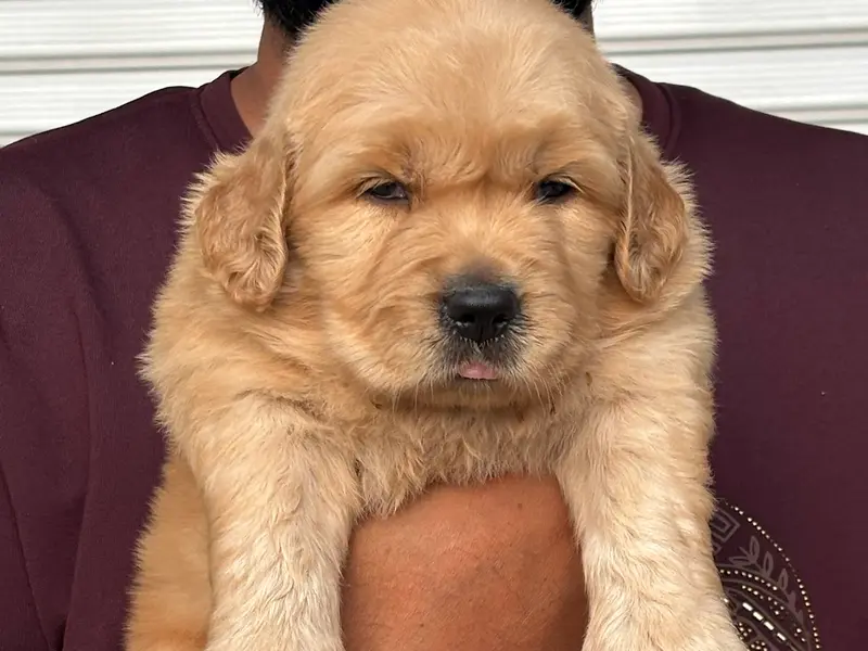 Sagar Kennels : Shihtzu, Golden Retriever, Toy Poodle , German Shepherd, Labrador Retriever Puppies, photo 3