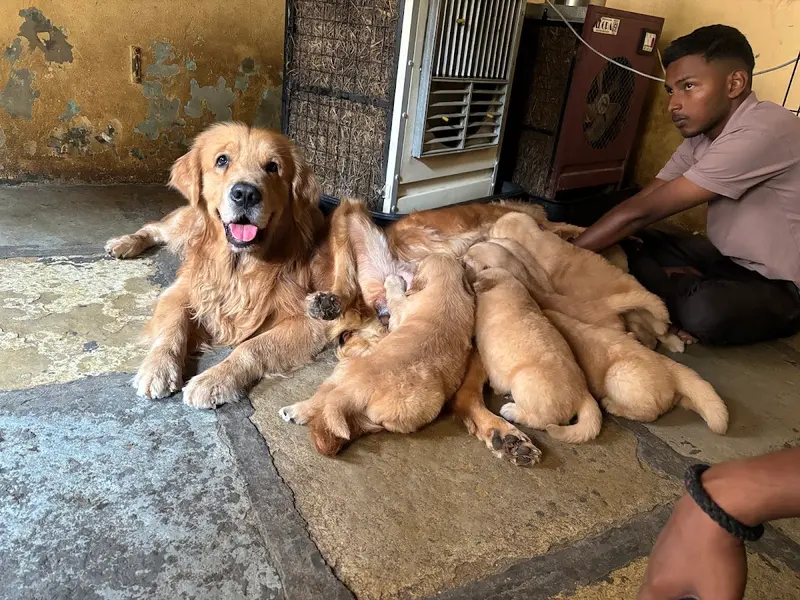 Sagar Kennels : Shihtzu, Golden Retriever, Toy Poodle , German Shepherd, Labrador Retriever Puppies, photo 4