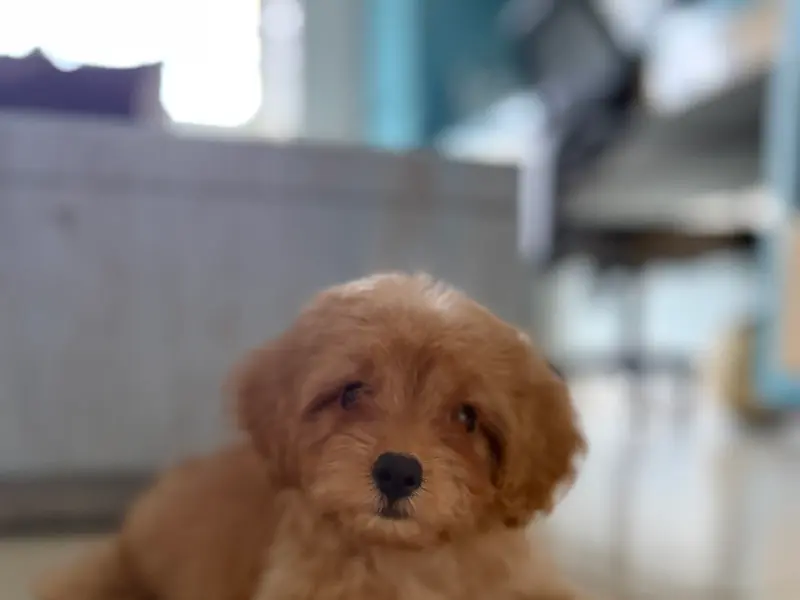 Sagar Kennels : Shihtzu, Golden Retriever, Toy Poodle , German Shepherd, Labrador Retriever Puppies, photo 5