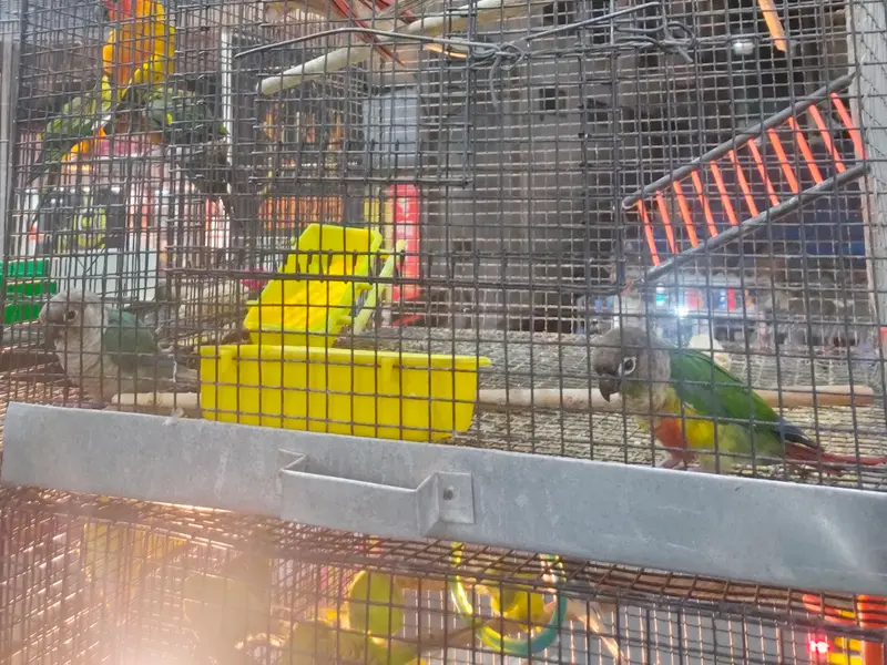 Rj pets, photo 2
