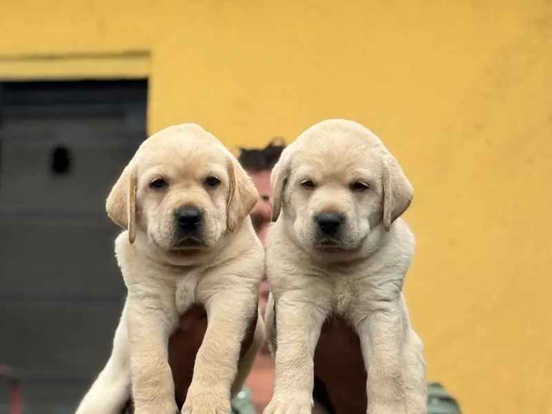 Rj pets, photo 3