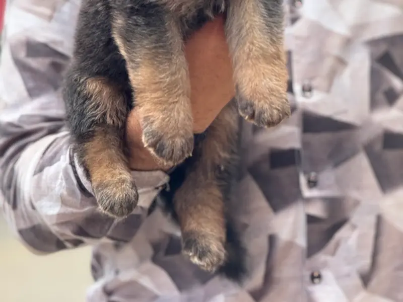 Rj pets, photo 4