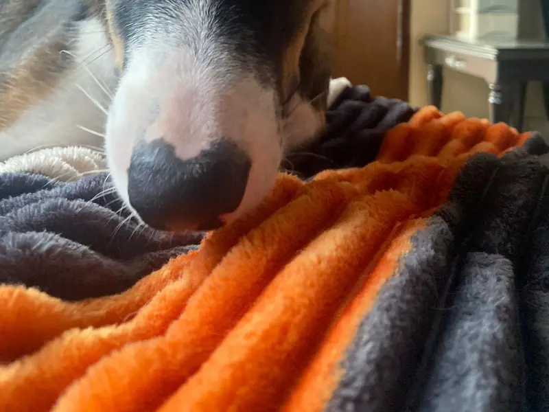 Sniffing Snouts Dog training & Boarding, photo 4