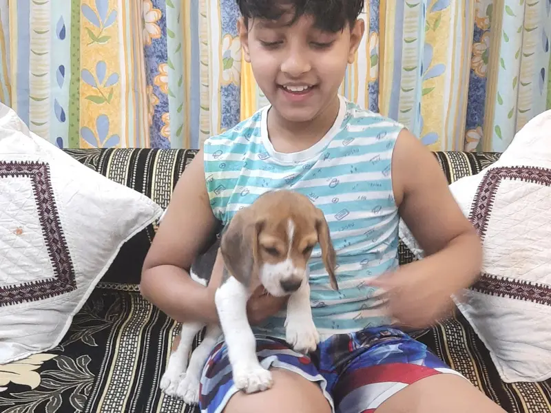 Akshat Pet Shoppe | Dog Shop in Pune | Pet Shop in Pune, photo 3