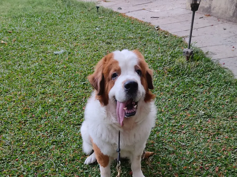 Vedant Dog Walking and bath Service pune, photo 2