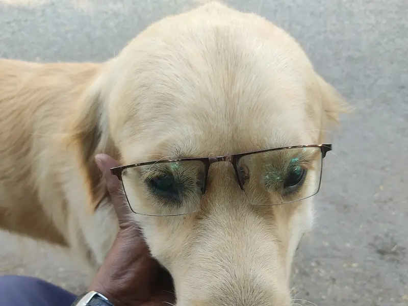 Vedant Dog Walking and bath Service pune, photo 3