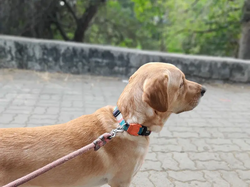 Vedant Dog Walking and bath Service pune, photo 4