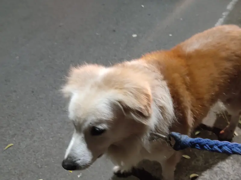Vedant Dog Walking and bath Service pune, photo 5