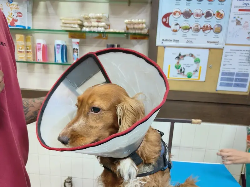 Vet Care Pet Clinic, photo 4