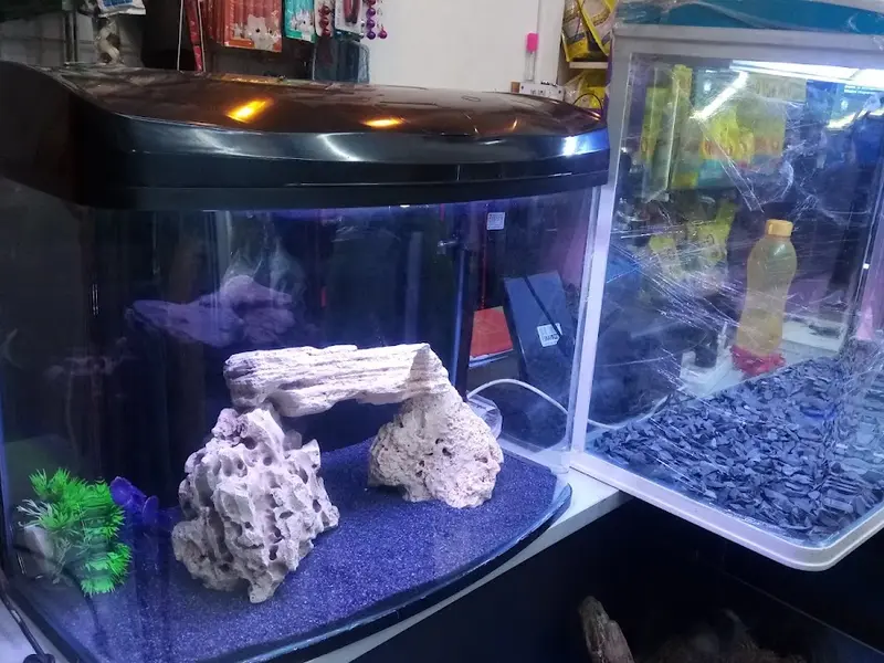 Pets empire, photo 4