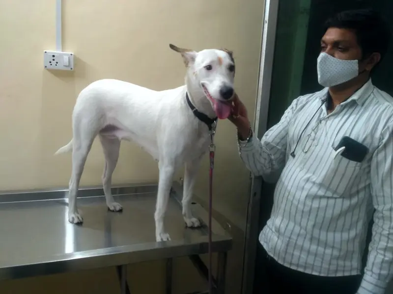 Starpugs Pet Care & Veterinary Services, photo 4