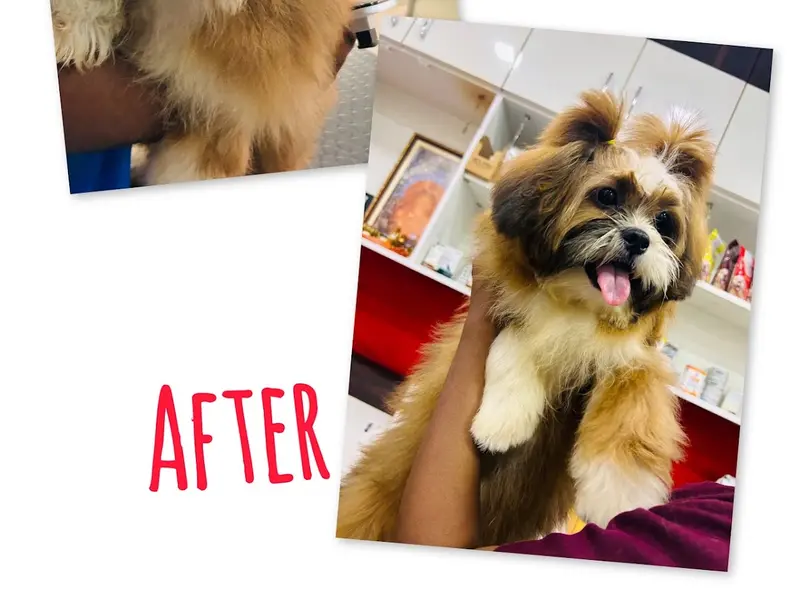 WOOF & MEOW PET CLINIC & GROOMING, photo 2