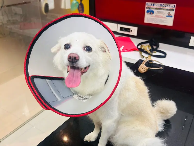 WOOF & MEOW PET CLINIC & GROOMING, photo 3