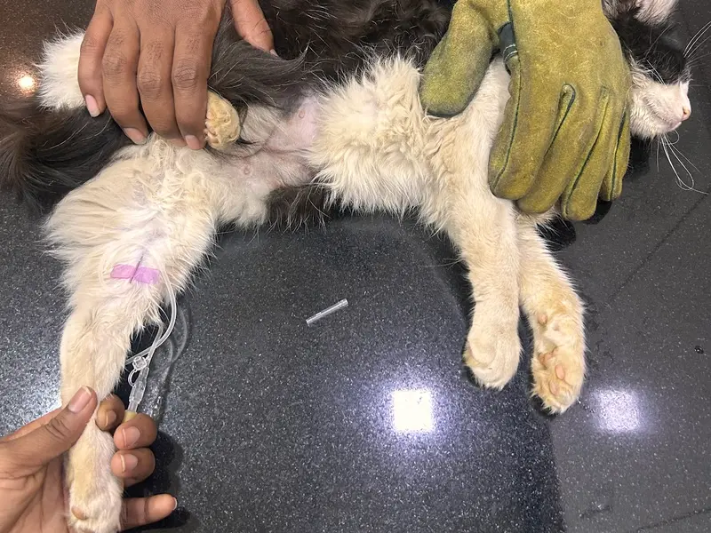 WOOF & MEOW PET CLINIC & GROOMING, photo 4