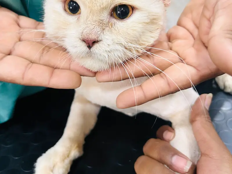 WOOF & MEOW PET CLINIC & GROOMING, photo 5