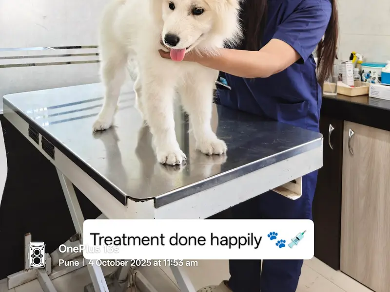 Dr. Pet, photo 3