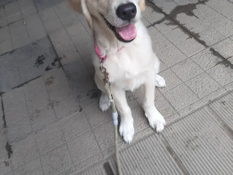 Shri Ranjit Bhosale Dog trainer, photo 2
