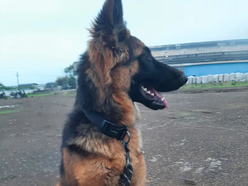 Shri Ranjit Bhosale Dog trainer, photo 3
