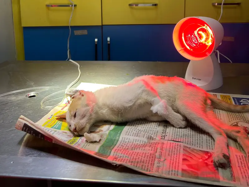 Pet's Vision, photo 2
