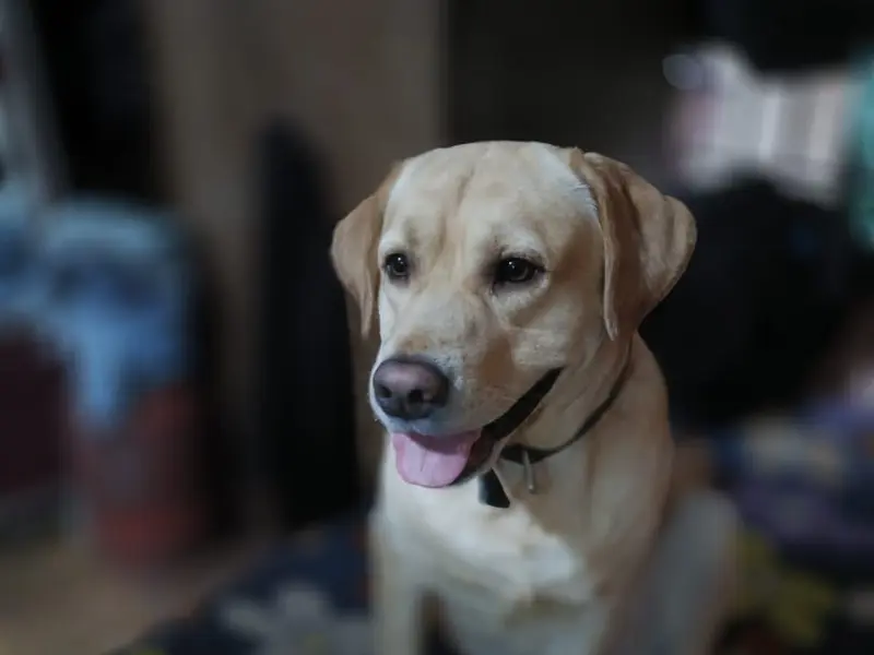 Pet's Vision, photo 5