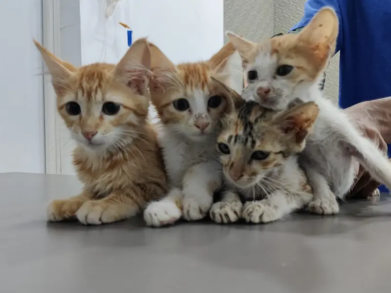 Pet Aid Clinic, photo 2