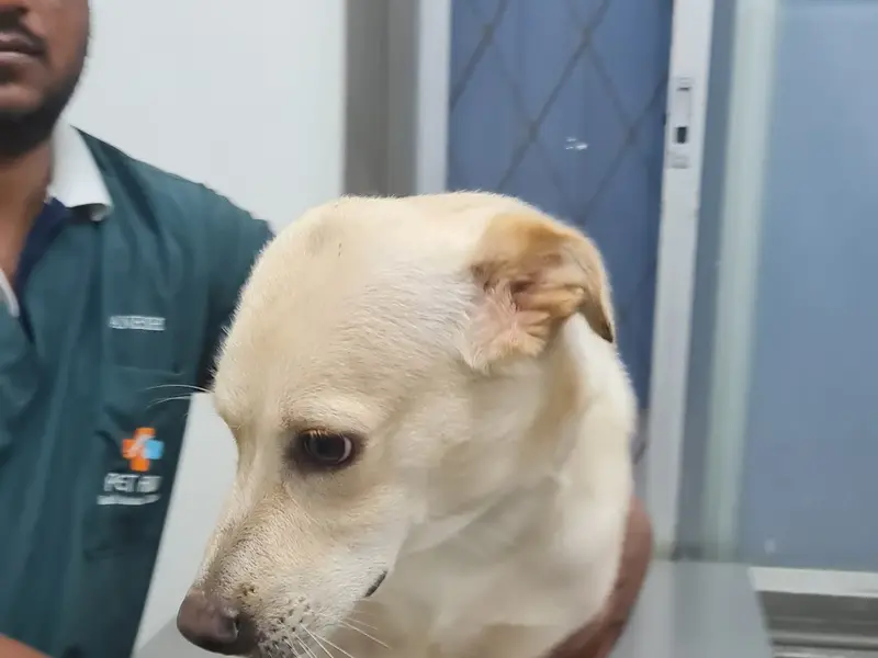 Pet Aid Clinic, photo 3