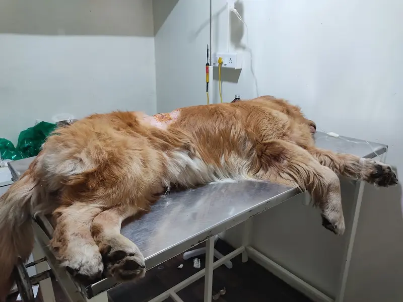Petmax Pet Clinic, photo 3