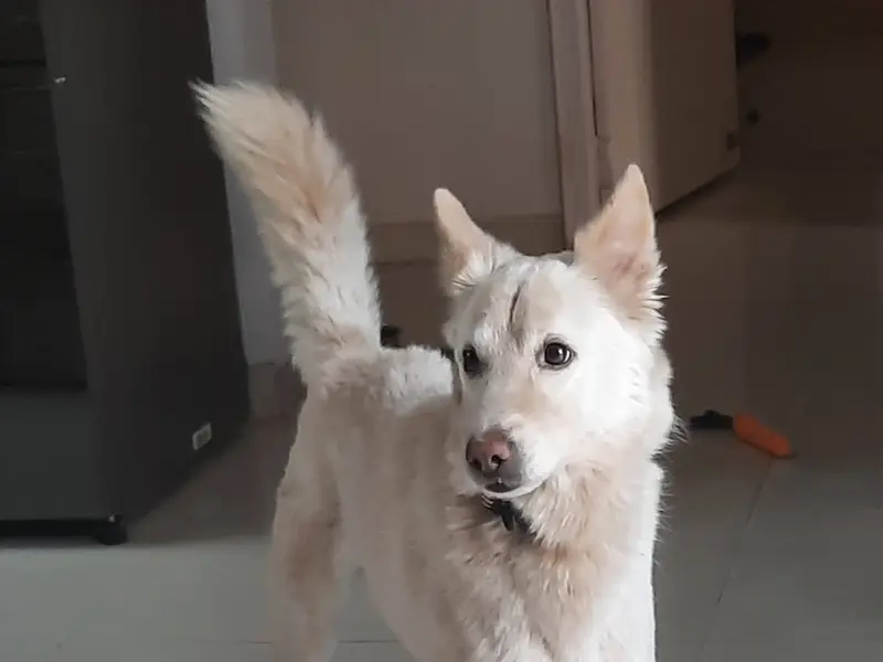 Tejas Deshpande- Dog Training & Behaviourist, photo 4