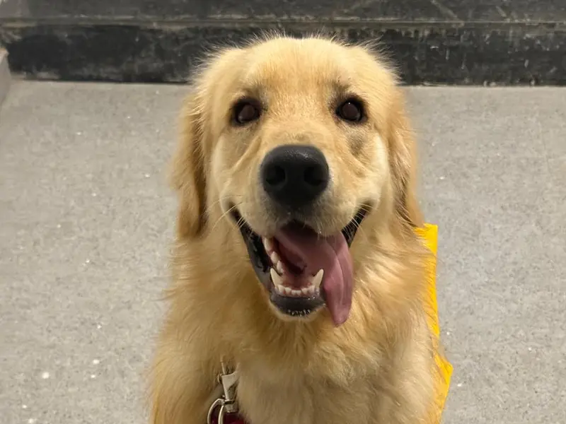 Tejas Deshpande- Dog Training & Behaviourist, photo 5