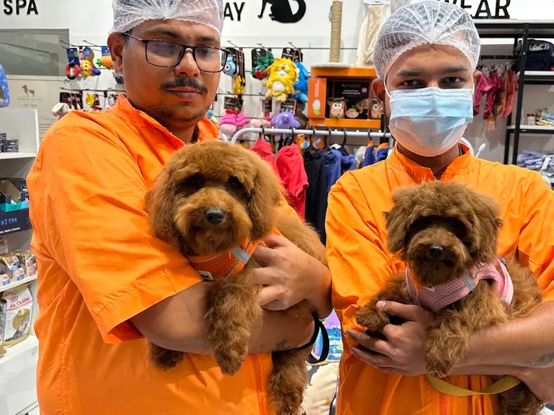 Pet Spa & Grooming by Heads Up For Tails - Ghorpadi, Pune, photo 3