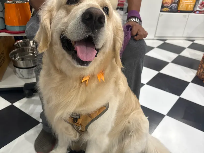 Pet Spa & Grooming by Heads Up For Tails - Ghorpadi, Pune, photo 5