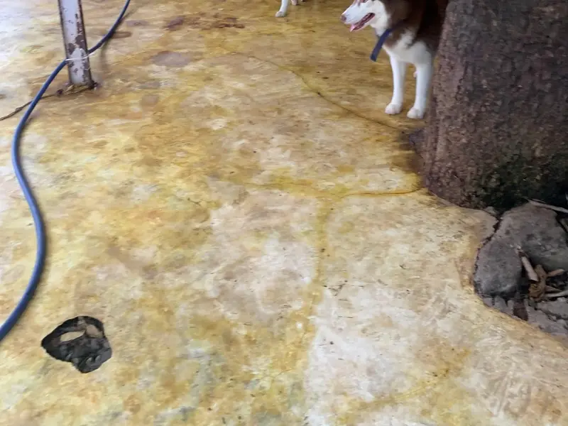 Pets Hangover Daycare And Resort, photo 2