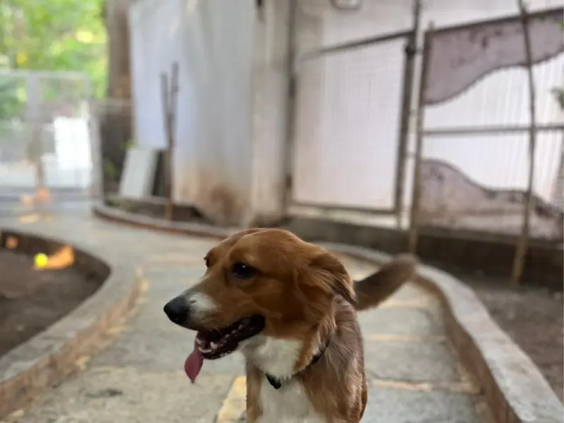 Pets Hangover Daycare And Resort, photo 3
