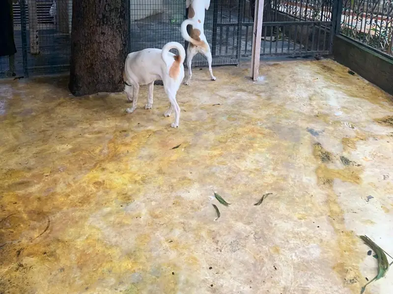 Pets Hangover Daycare And Resort, photo 5