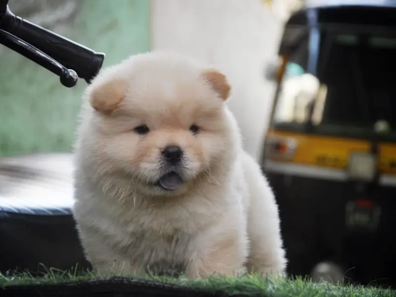 Pune Dog seller, photo 2