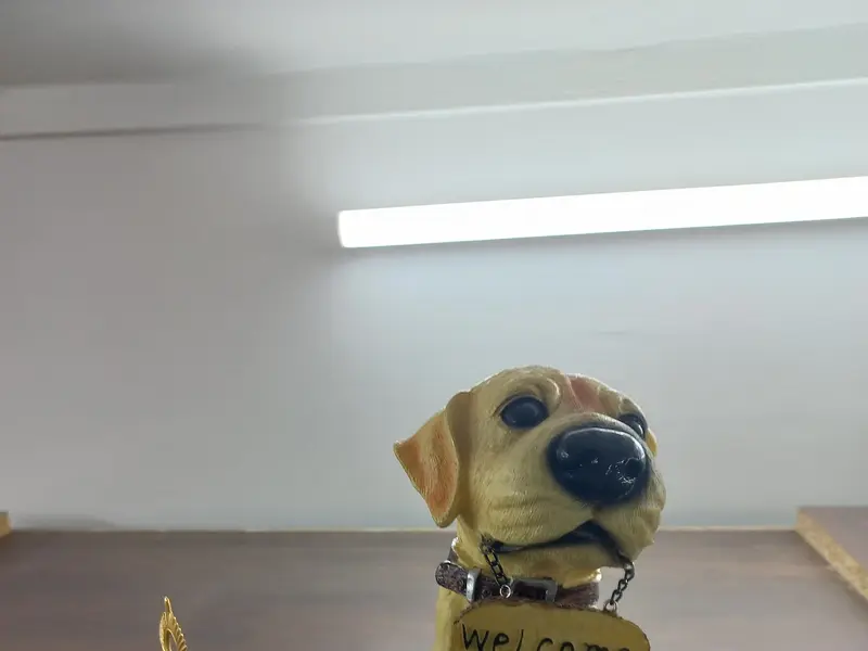The Wagging Tails Pet Clinic, photo 4