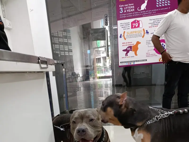 AmVet | Pet Clinic | Doctor | Hadapsar, photo 2