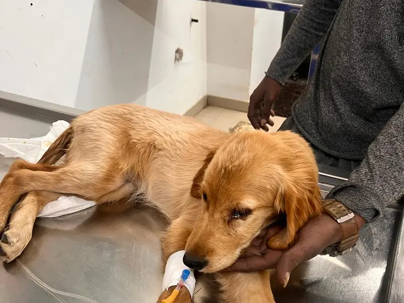 AmVet | Pet Clinic | Doctor | Hadapsar, photo 5