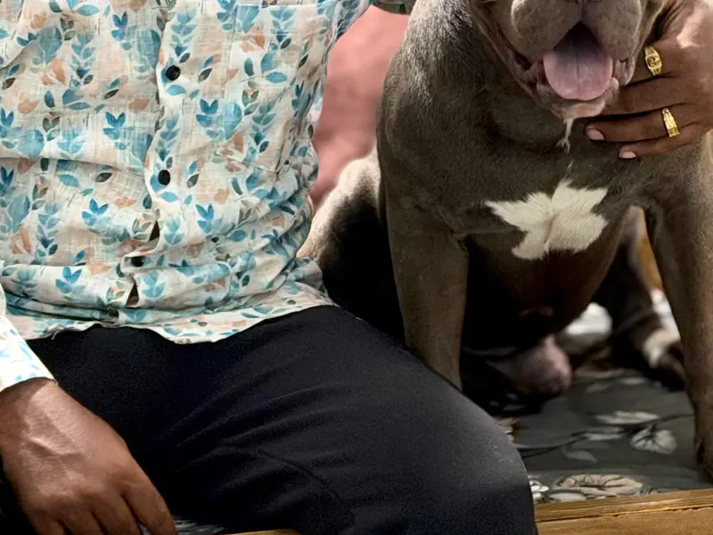 Bk's Pitbulls and American Bully Pune, photo 2