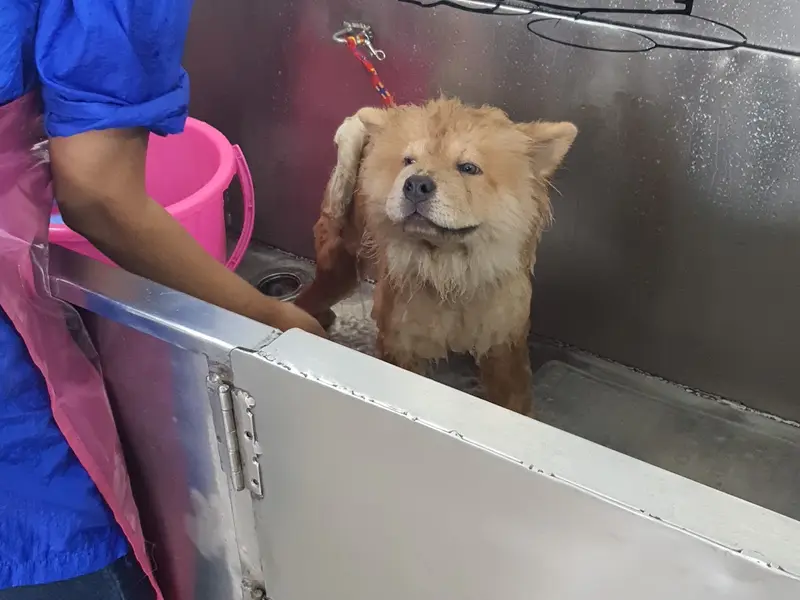 Cuddle World Pet Grooming Salon, photo 4