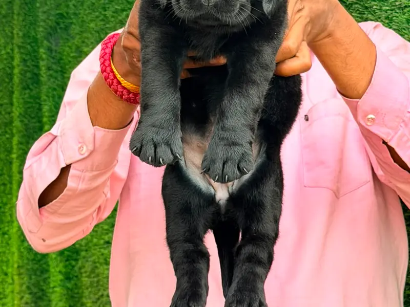 Dream Puppies Kennel, photo 2