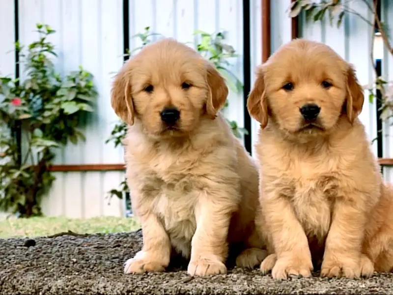Dream Puppies Kennel, photo 3
