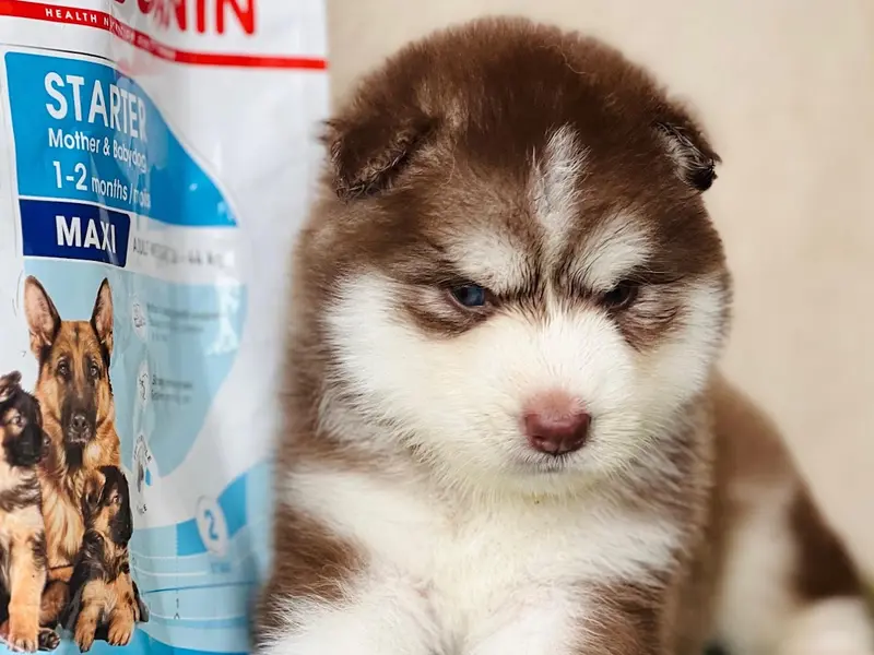 Dream Puppies Kennel, photo 4