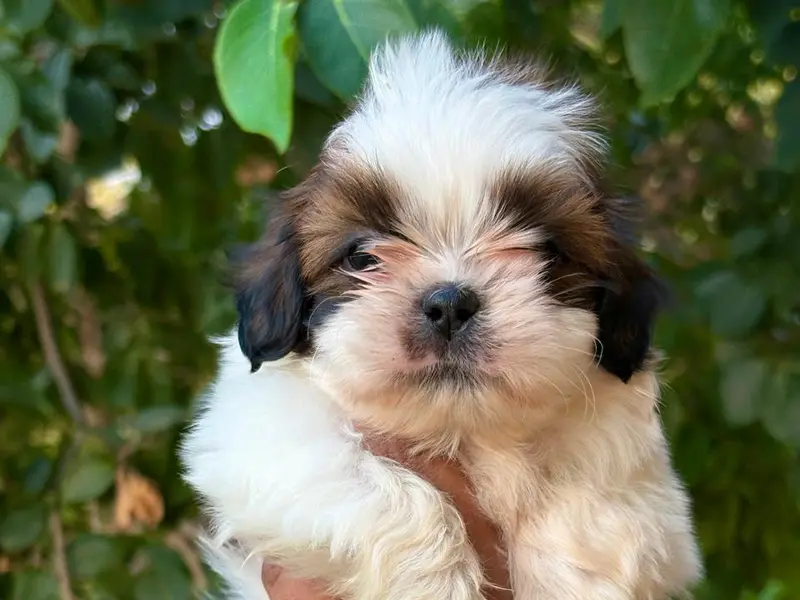 Dream Puppies Kennel, photo 5